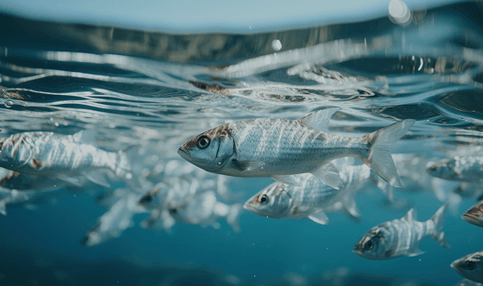 Reduced stress on the fish